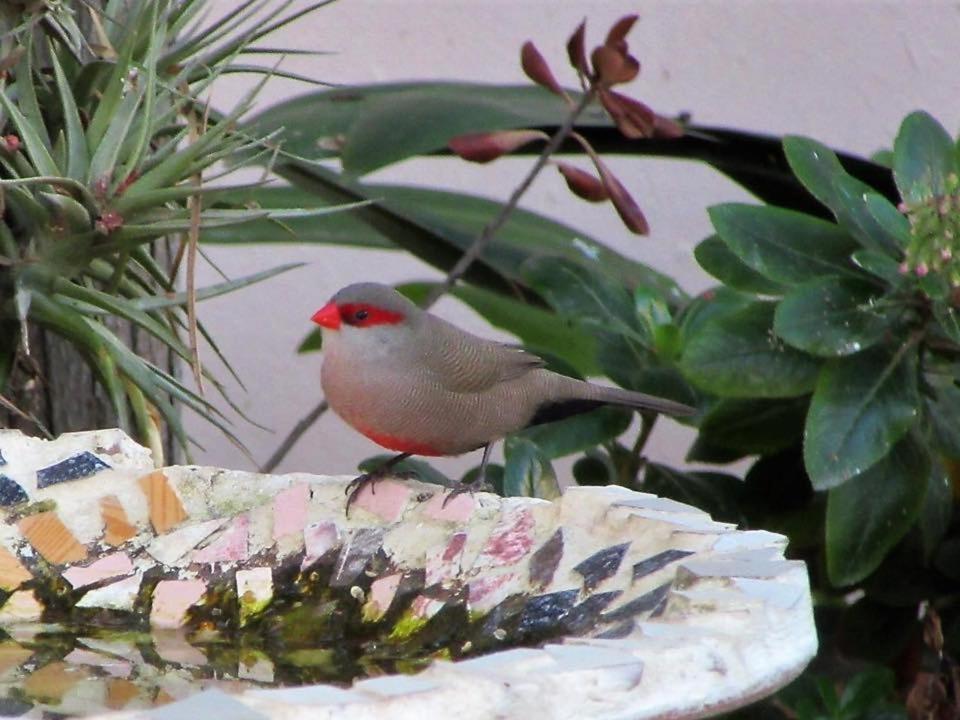 Squirrels Corner Bed and Breakfast Montagu Buitenkant foto