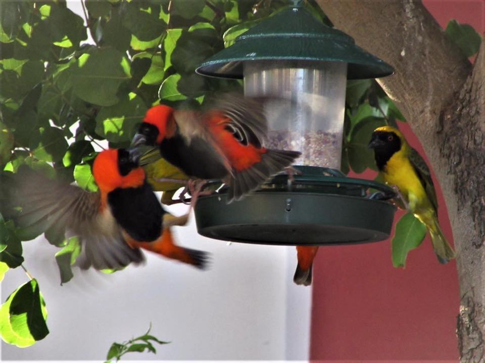Squirrels Corner Bed and Breakfast Montagu Buitenkant foto